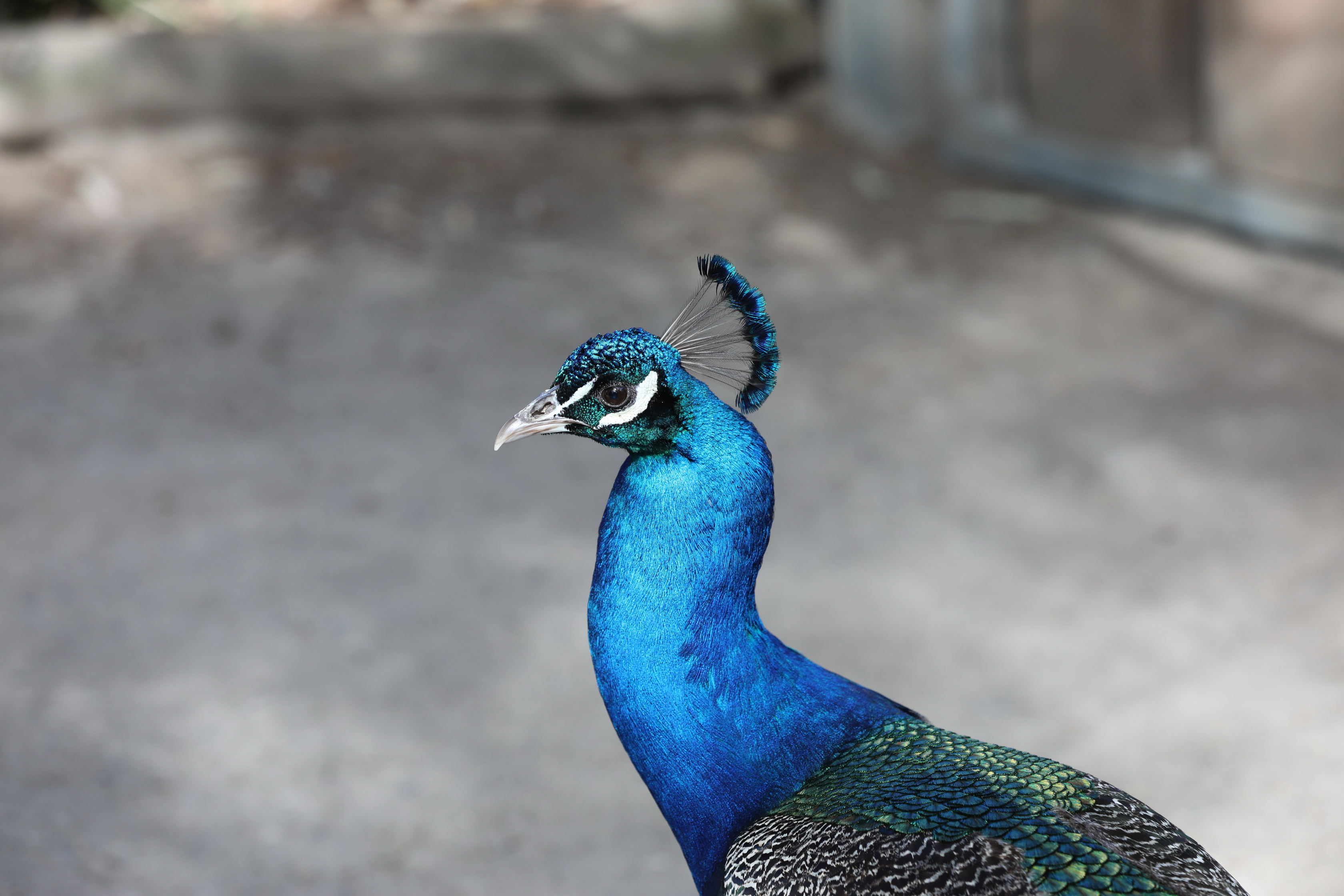 2019 11 22 16 38 46 Canon EOS 5D Mark IV 0036